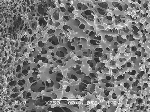 Поддерживающий слой мембраны под микроскопом